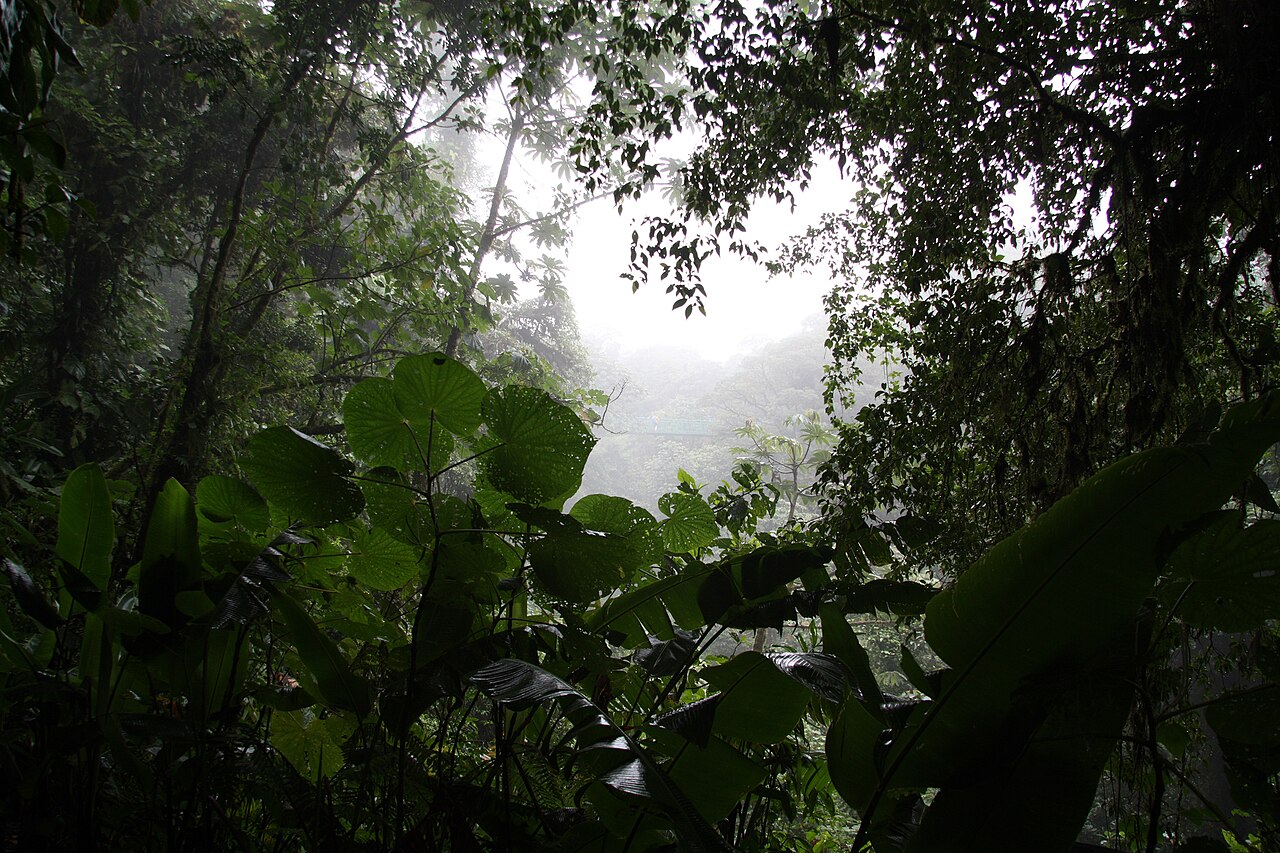 Bosque nuboso de Monteverde, Costa Rica