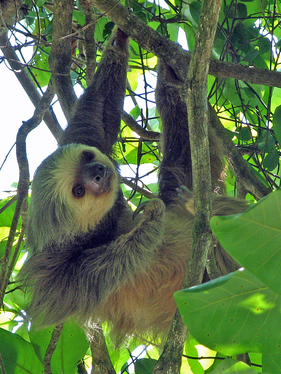Perezoso de dos dedos en Costa Rica
